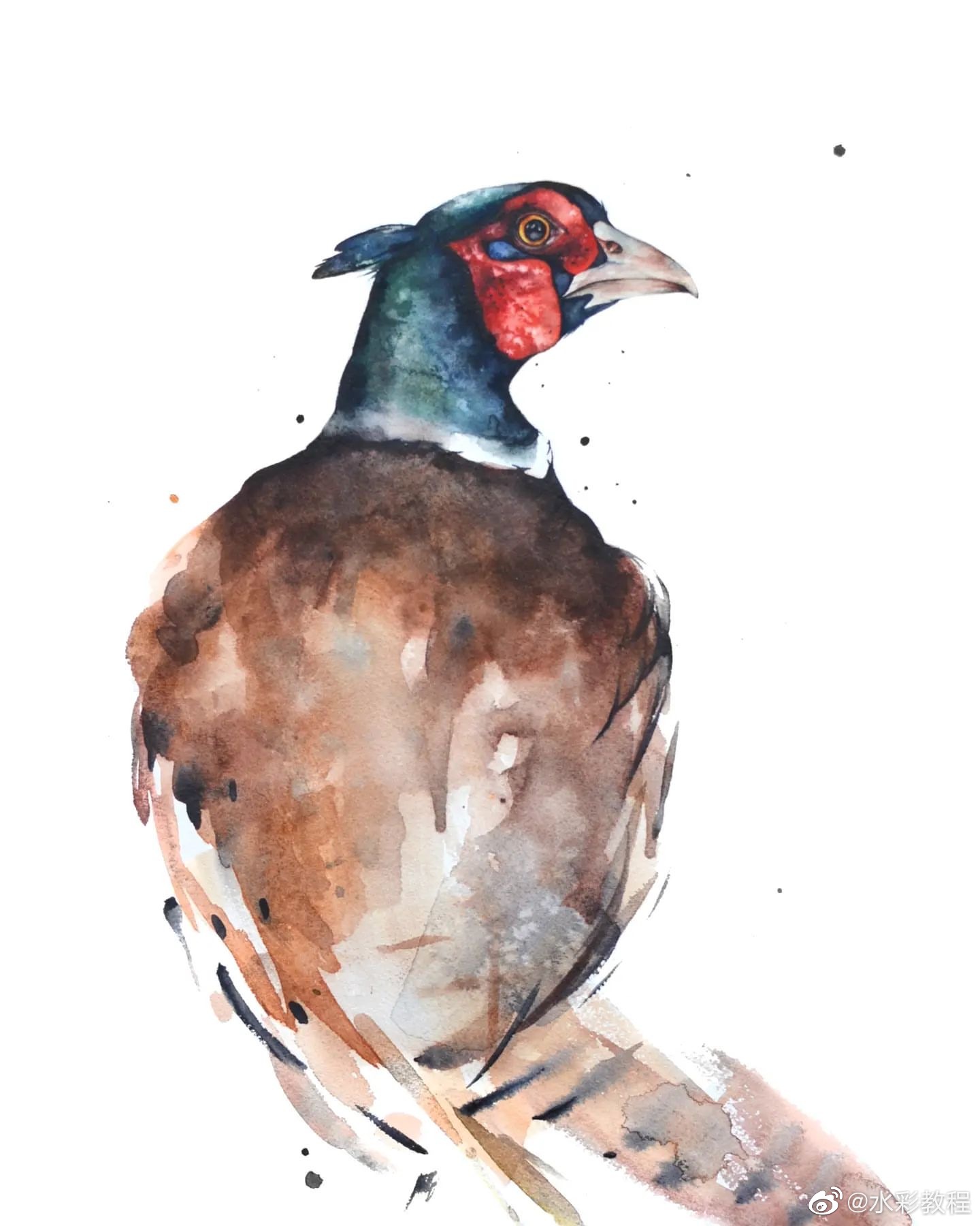 水彩鸟类作品分享