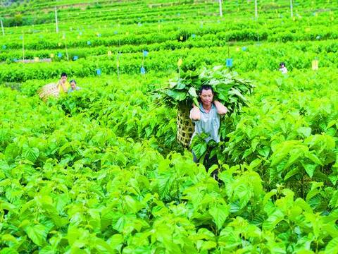 万亩桑园绿如海 秋来采桑养蚕忙|全县|蚕农|大姚县|桑养蚕|桑园_新浪新闻