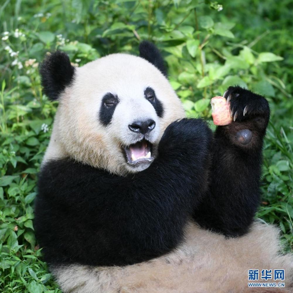 7月29日,在重庆动物园,一只大熊猫在吃冰镇苹果.新华社记者 唐奕 摄