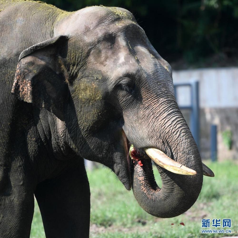 7月29日,在重庆动物园,一只大象在吃西瓜.新华社记者 唐奕 摄