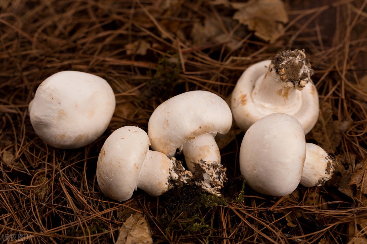 蒙古草原上的一种白色伞菌属野生蘑菇,一般生长在有羊骨或羊粪的地方
