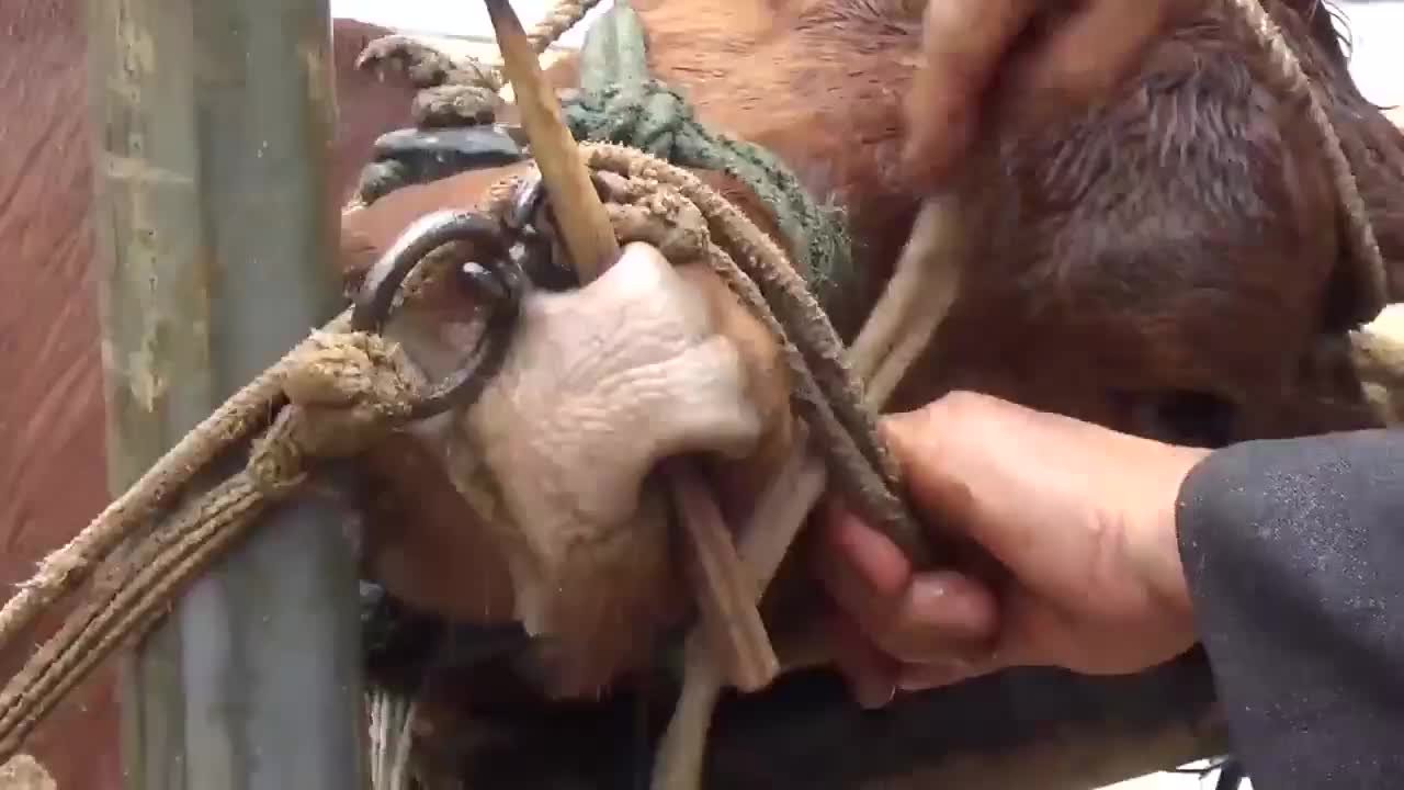 牛为什么要穿鼻环一根大铁钉从鼻孔穿入看得人鼻子疼