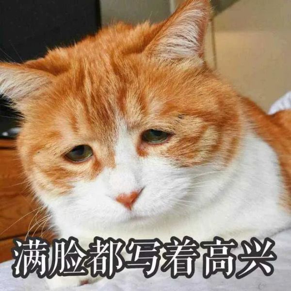 俄罗斯境内的猫，也逃不过制裁休闲区蓝鸢梦想 - Www.slyday.coM