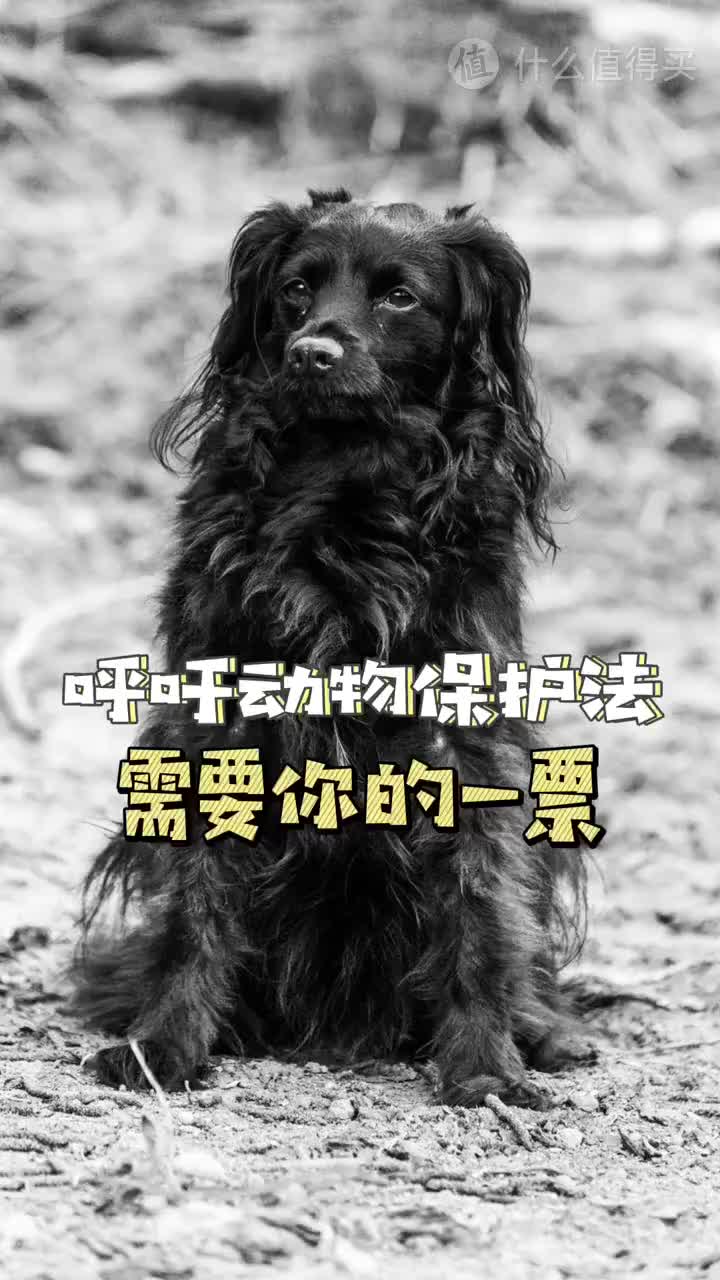 呼吁动物保护立法需要你的一票