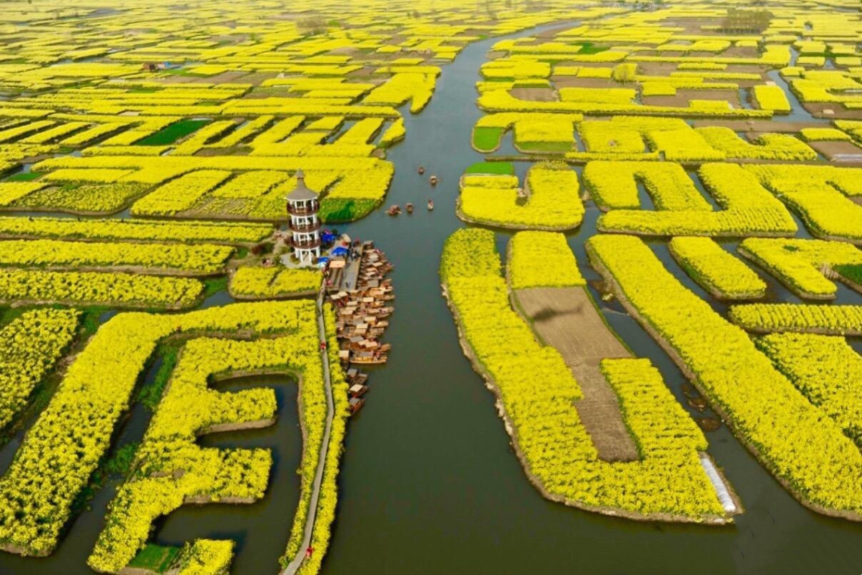 江苏兴化千垛油菜花盛开啦