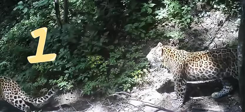 秦岭再次拍到三只金钱豹同框,与其他猫科动物比,它们有何特别?