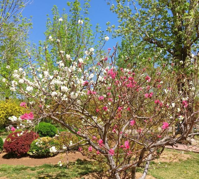 情感悟语农历三月三古老情人节夕阳情未尽孤鸿醉芳春
