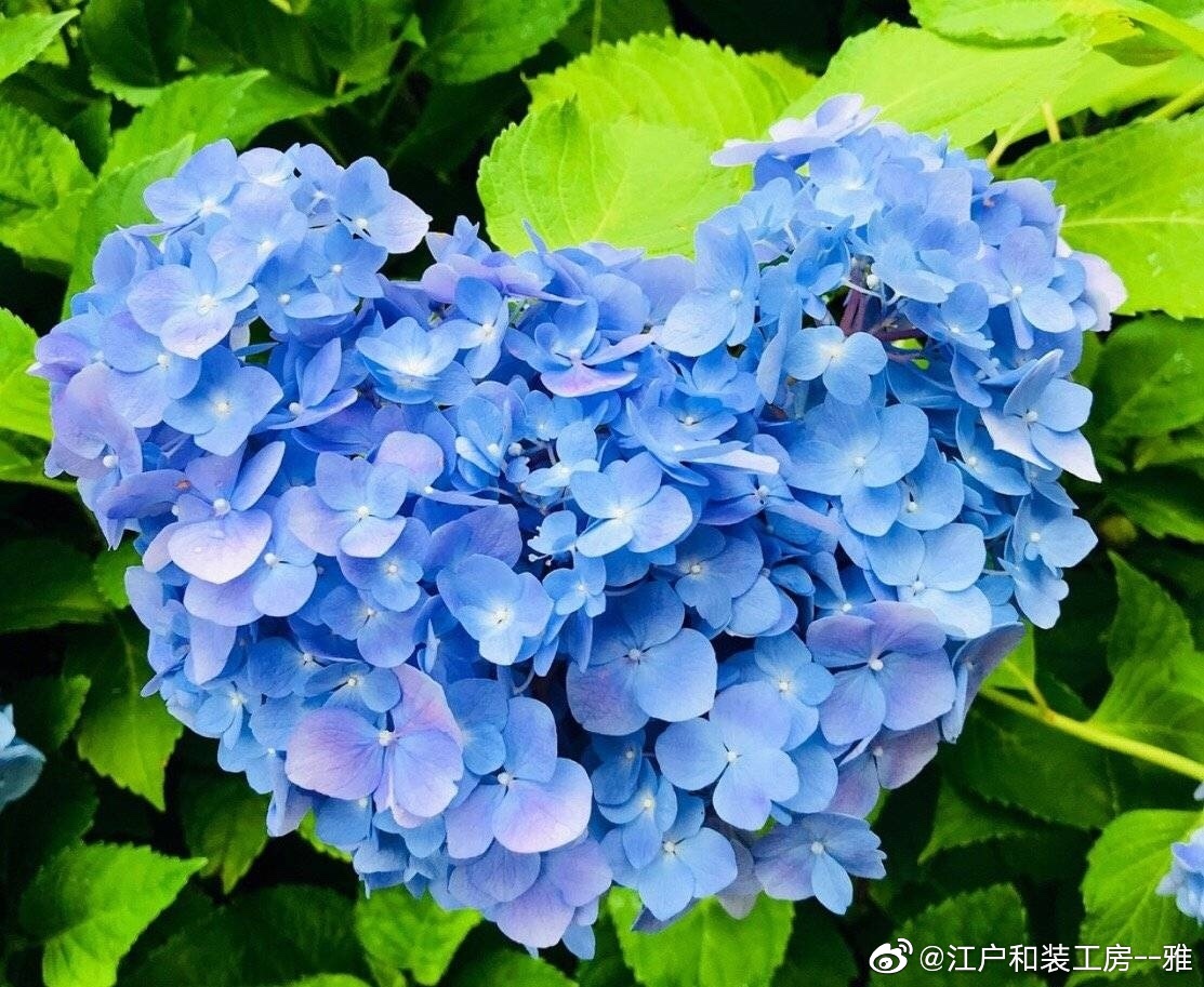 紫陽花抹茶冰淇淋甜品