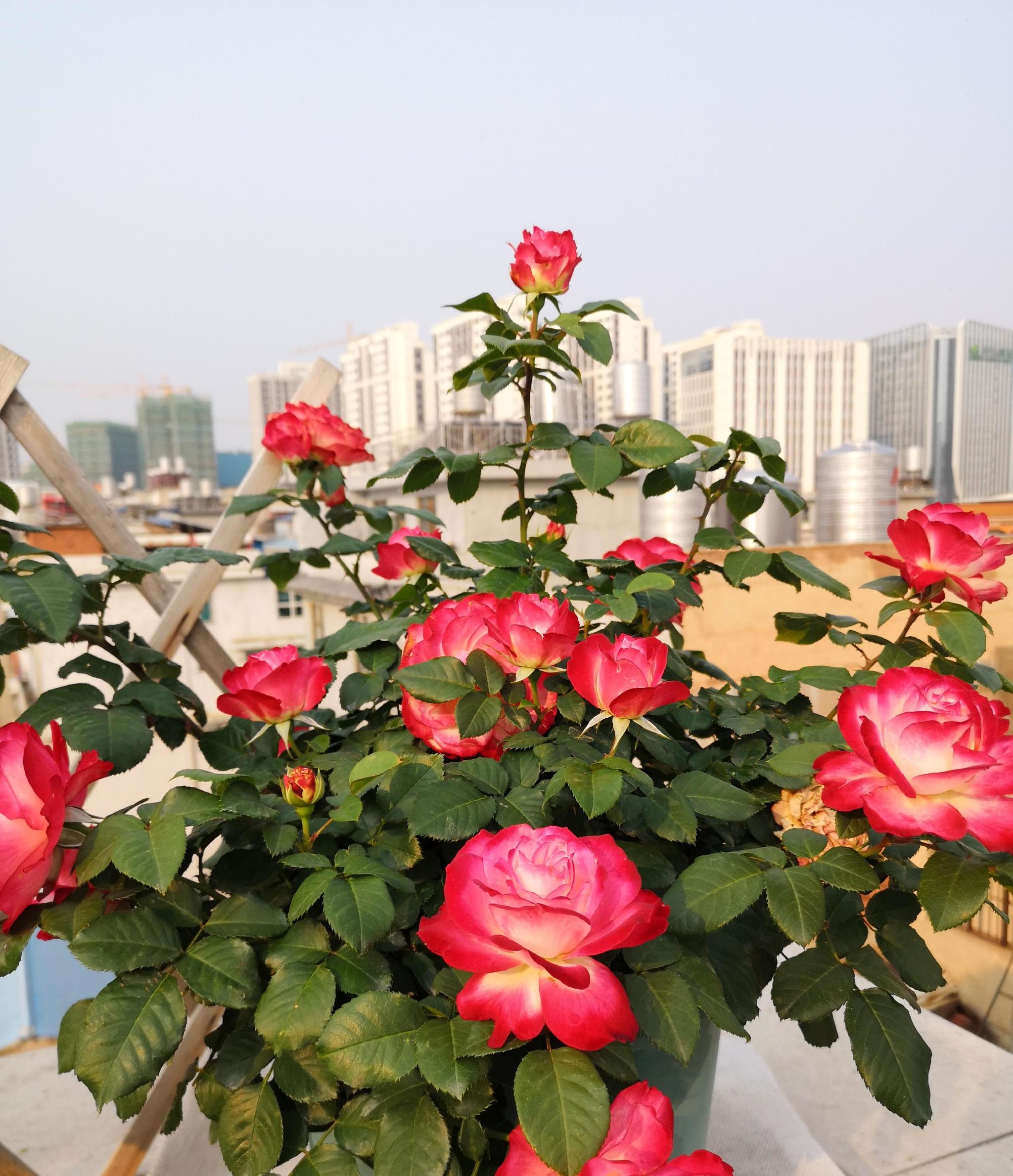 喜欢月季花就养摩纳哥公爵颜值高好养活四季有花开
