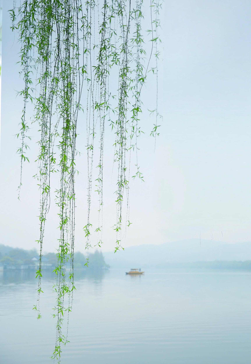 飞花令,"柳" 沾衣欲湿杏花雨,吹面不寒杨柳风_高清图集_新浪网