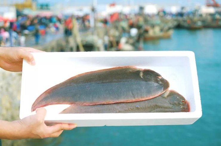 ㈡巴沙鱼巴沙鱼是东南亚国家重要的淡水养殖鱼,生活在湄公河中,属于