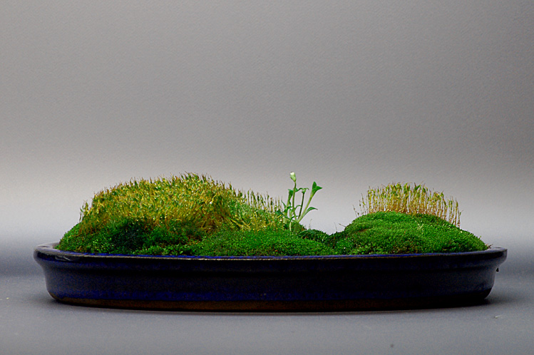 苔藓植物(苔藓植物有根茎叶吗) - 0415花卉网