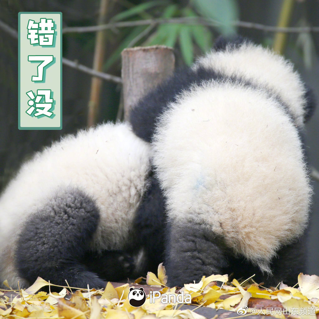 确认过眼神,是缺熊猫表情包的人 @ipanda熊猫频道