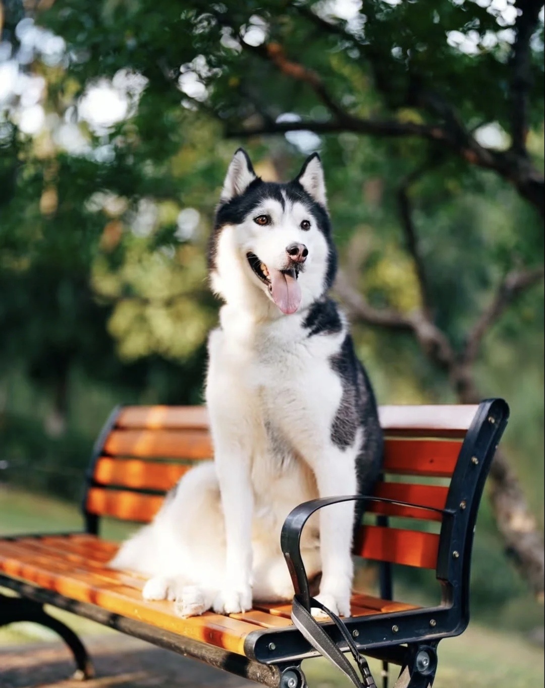 哈士奇是个热情又粘人的小狗狗……_高清图集_新浪网