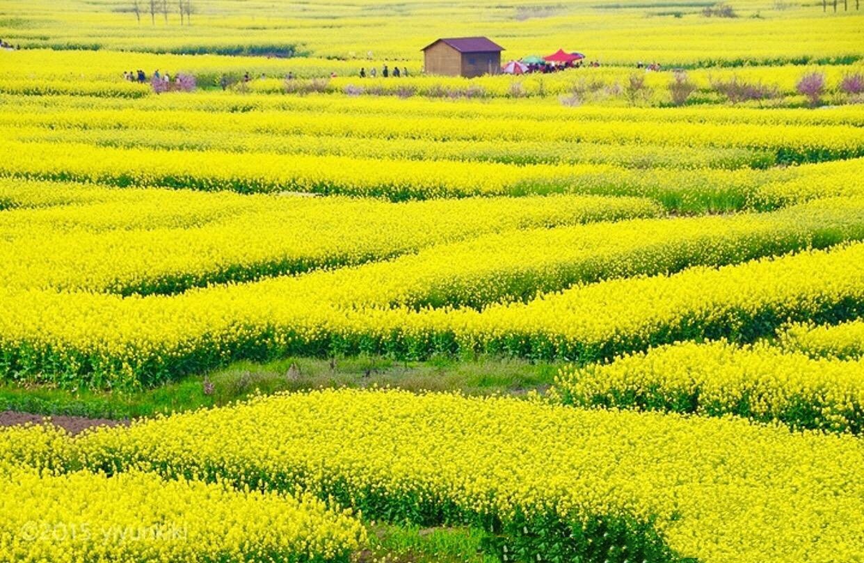 江苏兴化千垛油菜花盛开啦