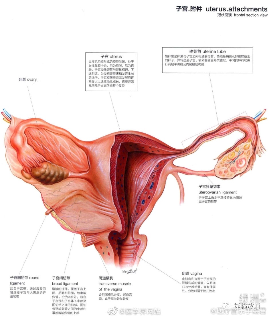 女性生殖系统 女性生殖系统