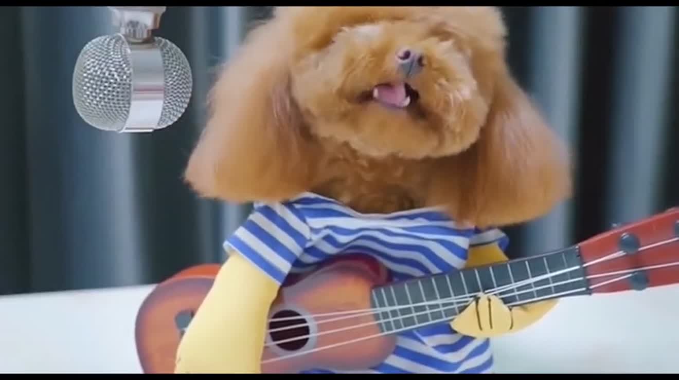 可爱狗狗弹吉他唱歌!