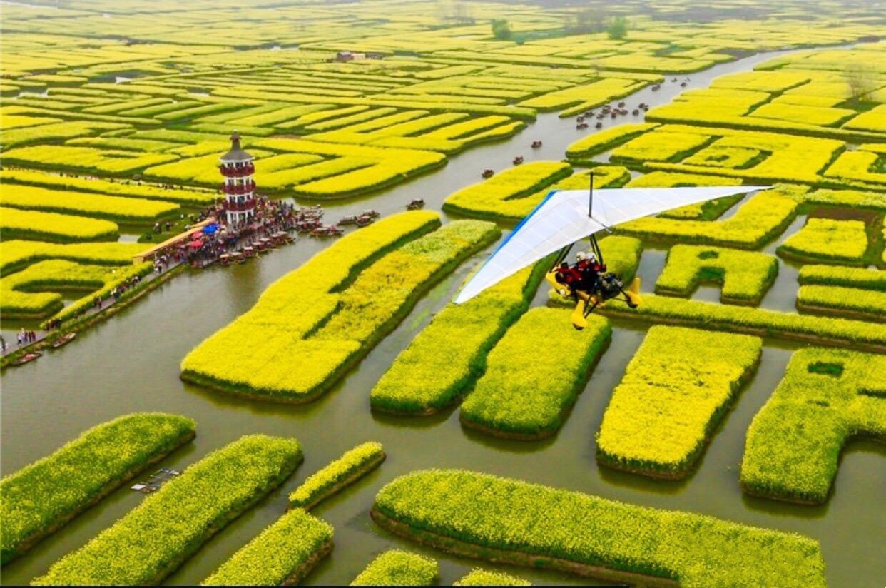 江苏兴化千垛油菜花盛开啦