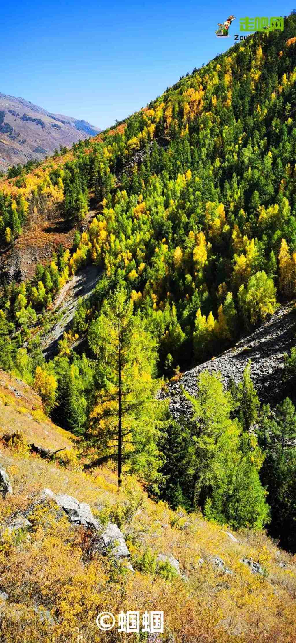 总要在秋天去一次北疆吧!一年仅3周的秋色,惊艳回归休闲区蓝鸢梦想 - Www.slyday.coM 总要在秋天去一次北疆吧!一年仅3周的秋色,惊艳回归休闲区蓝鸢梦想 - Www.slyday.coM