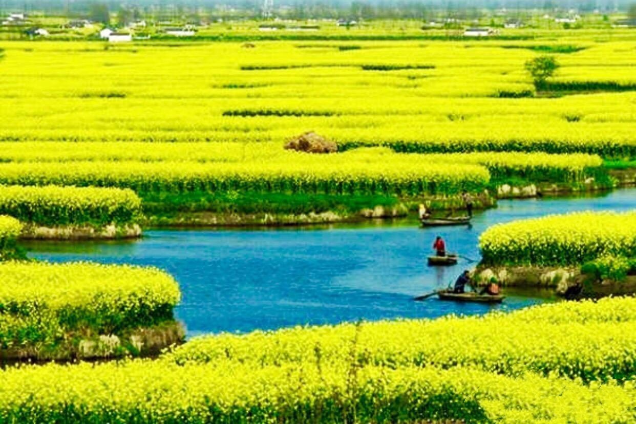 江苏兴化千垛油菜花盛开啦