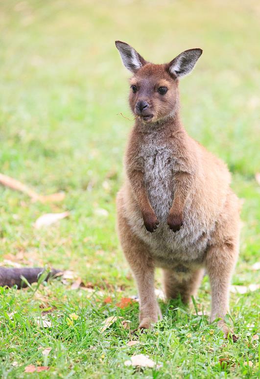 澳大利亚时隔86年首次发生袋鼠杀人,肇事袋鼠被警方击毙休闲区蓝鸢梦想 - Www.slyday.coM 澳大利亚时隔86年首次发生袋鼠杀人,肇事袋鼠被警方击毙休闲区蓝鸢梦想 - Www.slyday.coM
