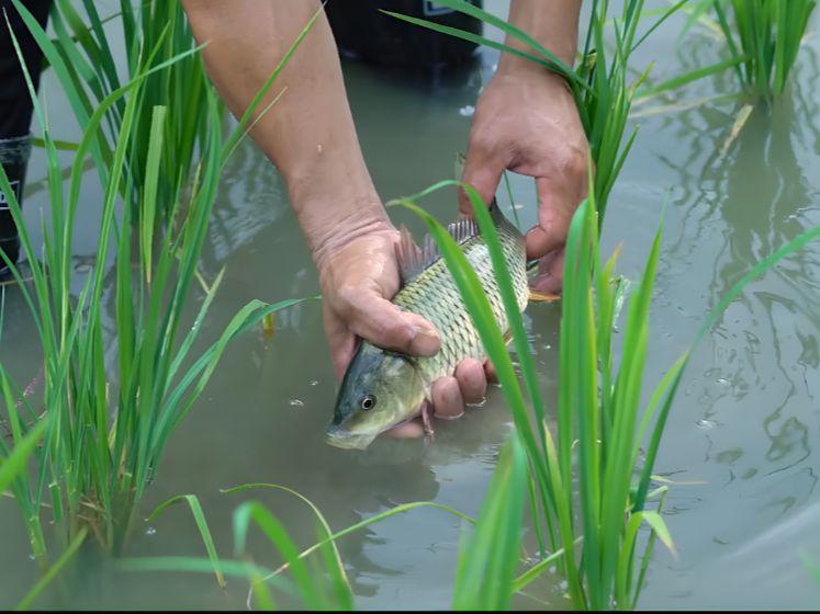 稻鱼共生两相宜!在韶关捕鱼尝鲜,赏乡野好风光|捕鱼|韶关|禾花鱼_新浪
