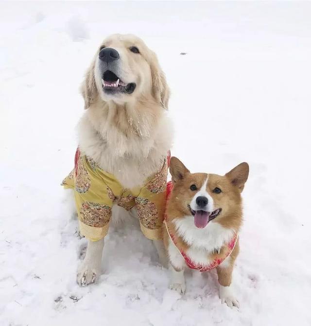 柯基和它的傻弟弟金毛画面太治愈了