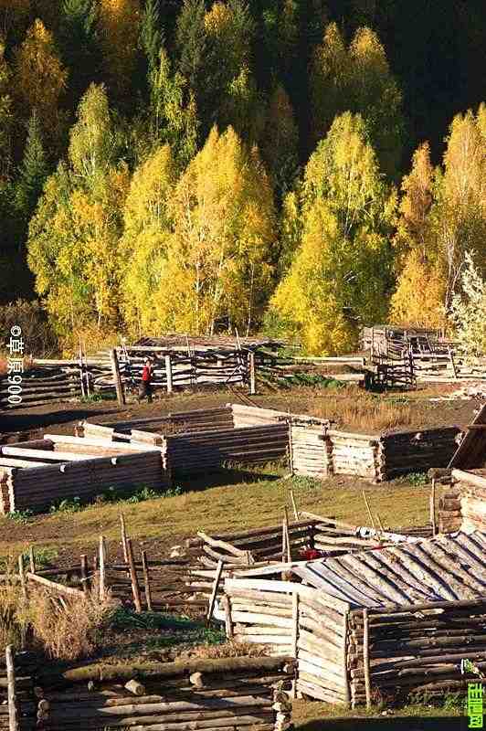 总要在秋天去一次北疆吧!一年仅3周的秋色,惊艳回归休闲区蓝鸢梦想 - Www.slyday.coM 总要在秋天去一次北疆吧!一年仅3周的秋色,惊艳回归休闲区蓝鸢梦想 - Www.slyday.coM