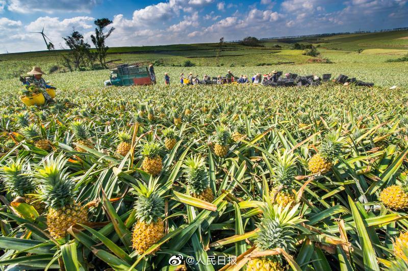 广东徐闻菠萝成熟了广东徐闻菠萝丰收