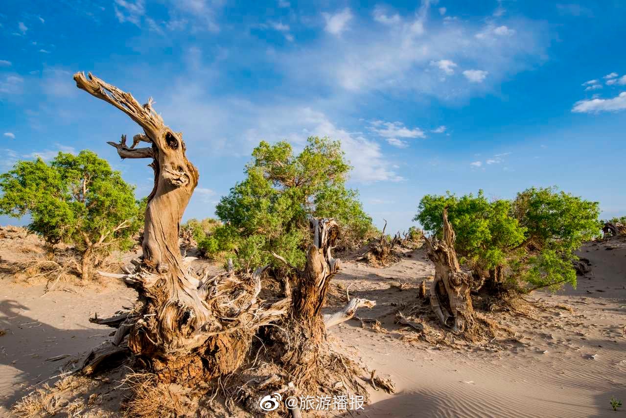 春天的胡杨 翠绿婆娑 生机勃勃 万亩胡杨林吐露出嫩芽……_高清图集