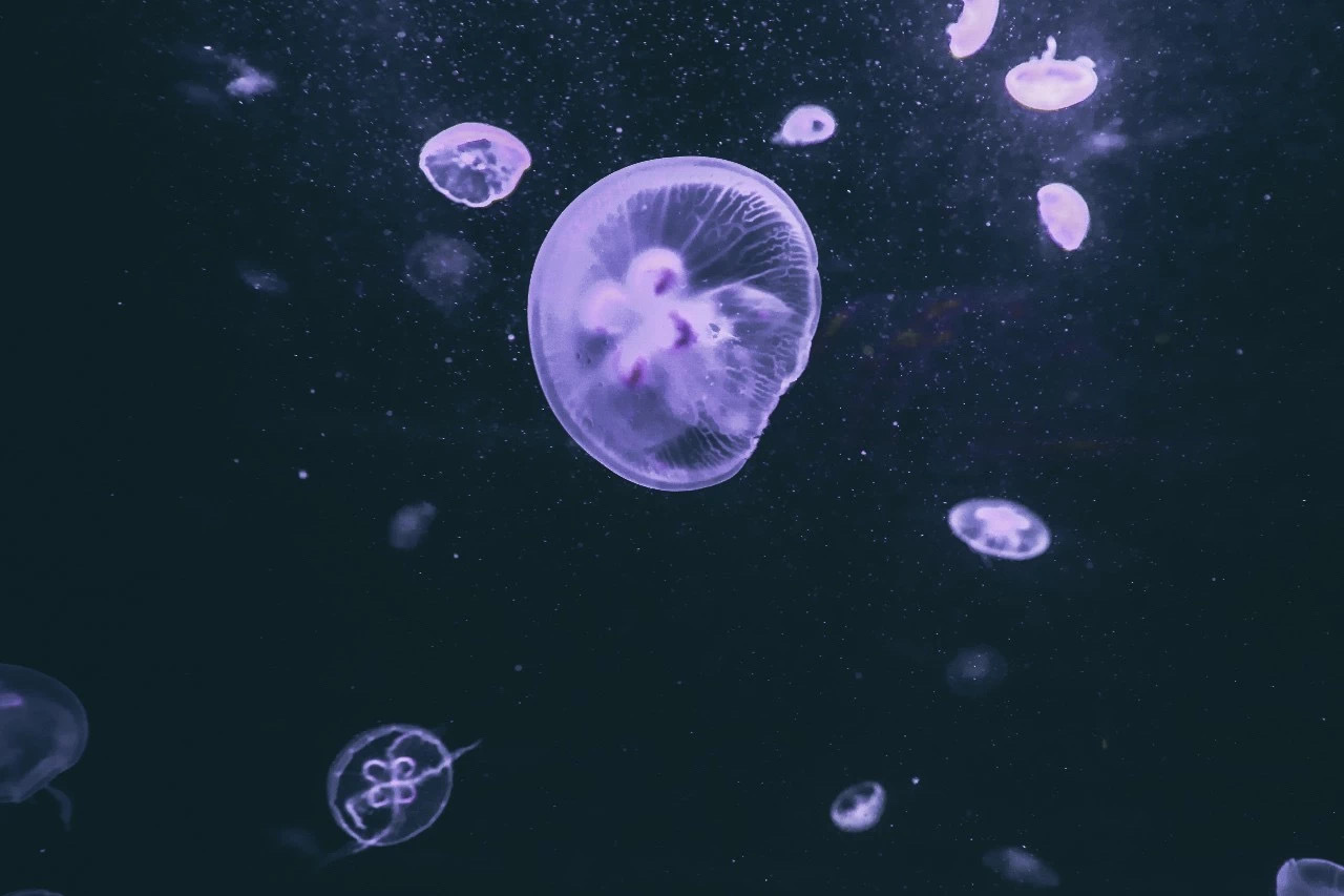 水中大熊猫～桃花水母._高清图集_新浪网