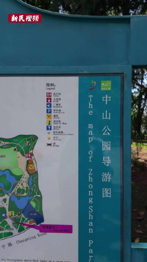 "华东第一悬铃木"竟然在上海中山公园里!