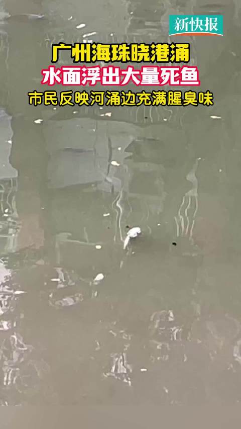 广州海珠晓港涌水面浮出大量死鱼 市民反映河涌边充满腥臭味|广州市_新浪新闻