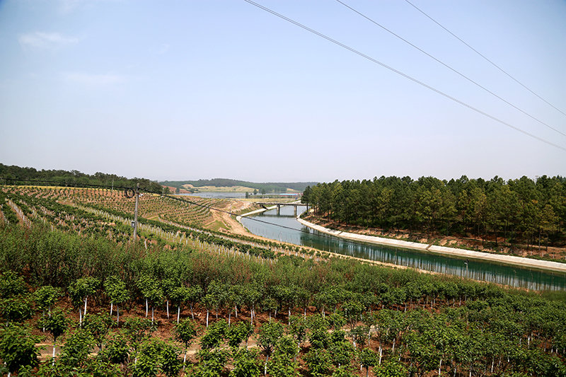 科学绿化造林——"千村万树"