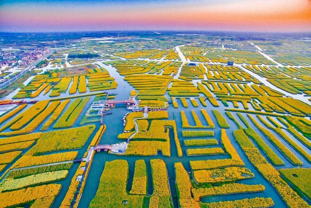 江苏兴化千垛油菜花盛开啦