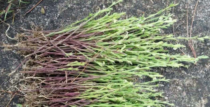 田中有一种野草,它比作物还稀罕,遇到别当杂草|草药|独脚金|玉米_新浪