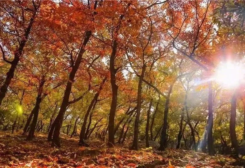 现在去正好!普照寺旁的橡树林,林染红妆美如画!关键是免费!休闲区蓝鸢梦想 - Www.slyday.coM 现在去正好!普照寺旁的橡树林,林染红妆美如画!关键是免费!休闲区蓝鸢梦想 - Www.slyday.coM