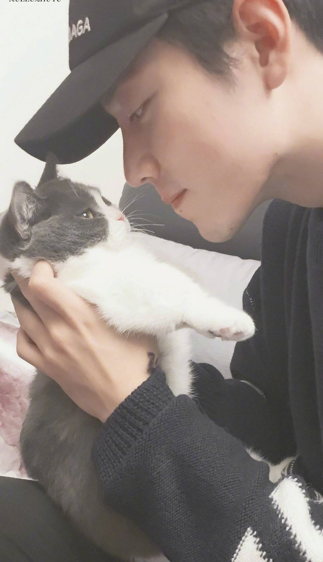 今日份树洞的爱豆铲屎官是坚果的爸爸肖战我养了一只猫