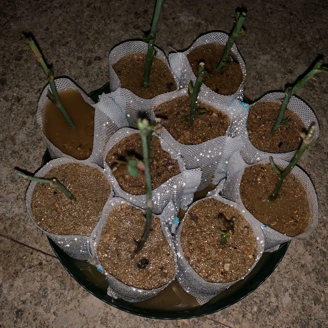 春天扦插,就教你一招不用花盆,一个比一个长得好!