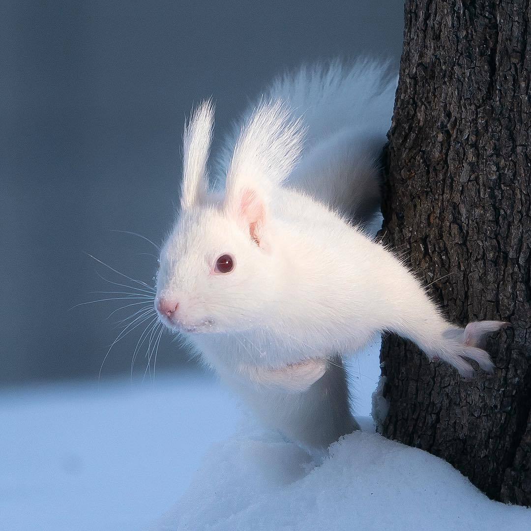 一只十分惊艳的白色松鼠 instagram: hetareclimber