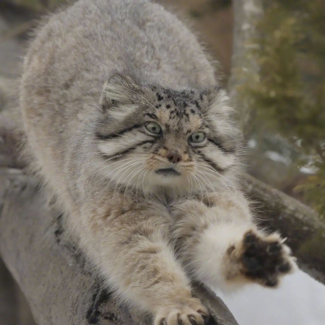 看起来又憨又拽的兔狲崽崽