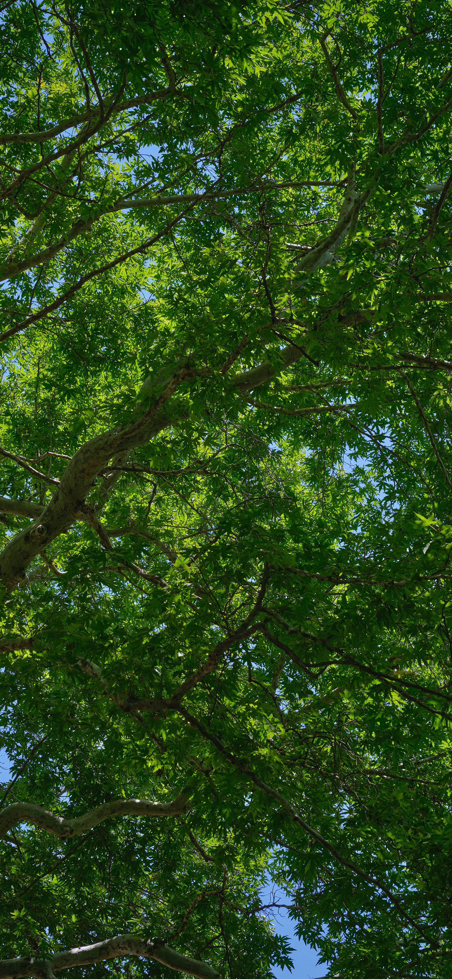 治愈系树叶壁纸背景图