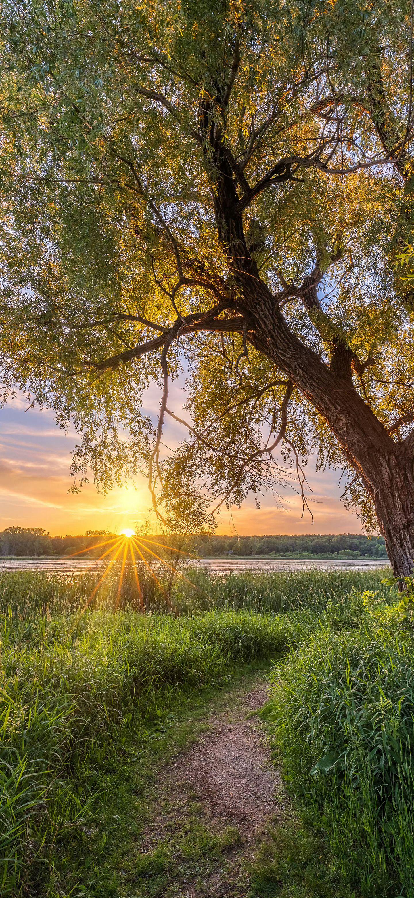 治愈系树叶壁纸背景图