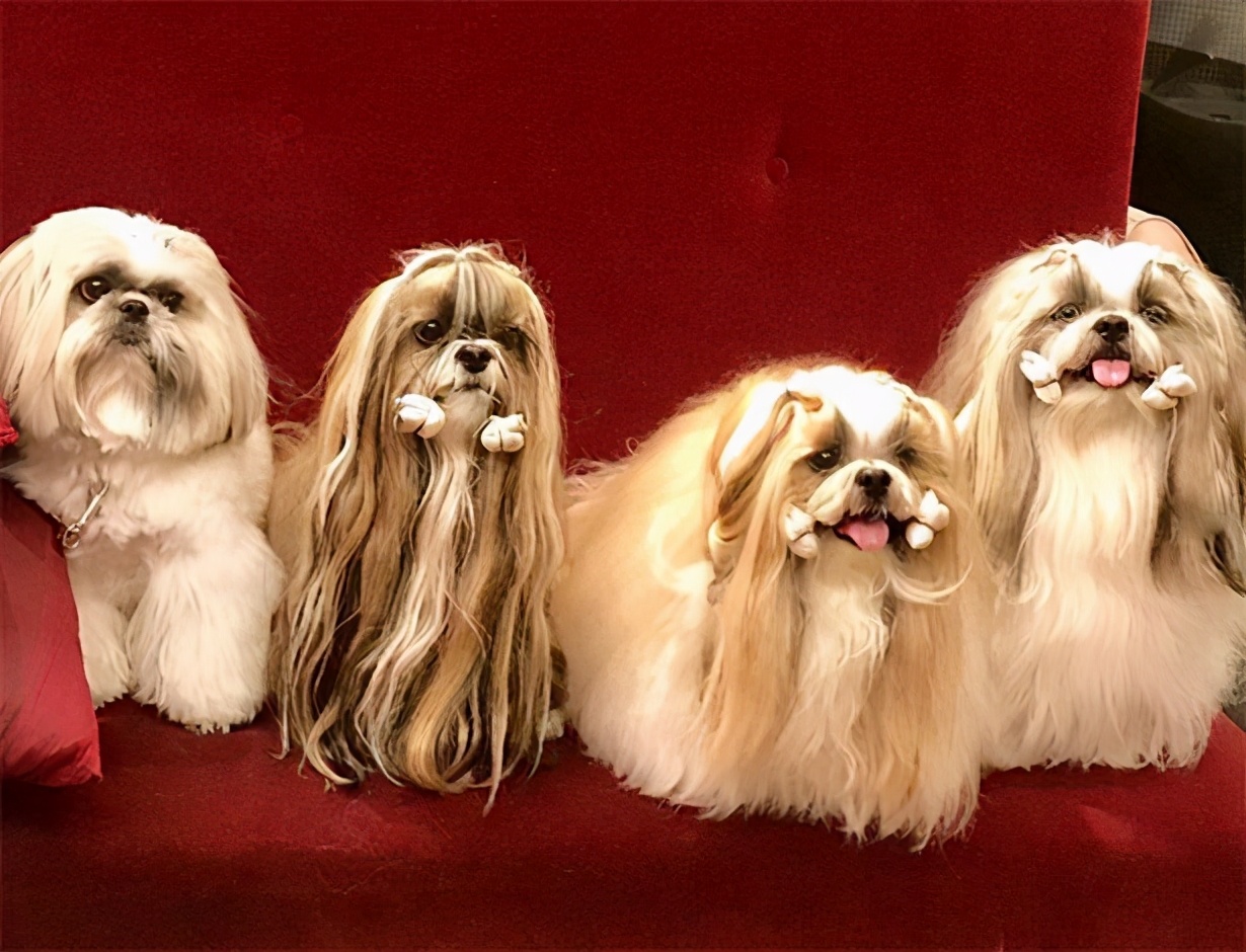 论造型的重要性日本西施犬复制人类网红路线靠发型成功出圈