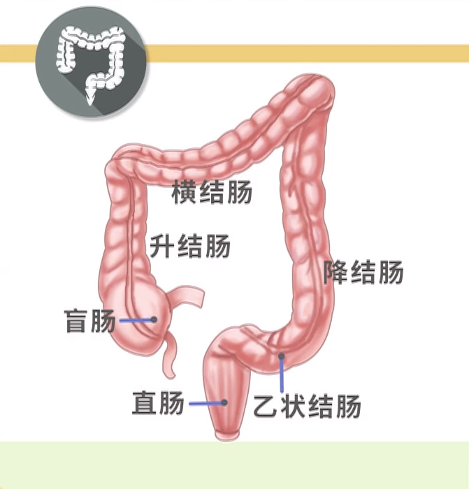 长度大概在10cm左右;直肠以上的乙状结肠,横结肠,降结肠,升结肠,盲肠