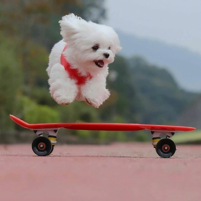 起飞的狗狗太可爱了一切美好的事情都在向你狂奔而来