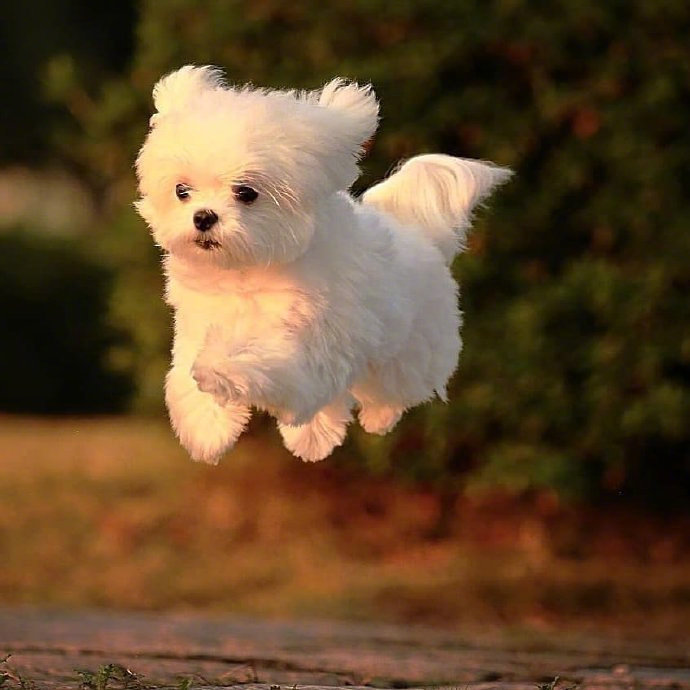 起飞的狗狗太可爱了一切美好的事情都在向你狂奔而来