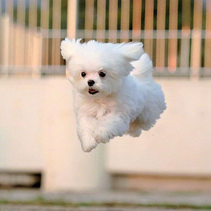 起飞的狗狗太可爱了一切美好的事情都在向你狂奔而来