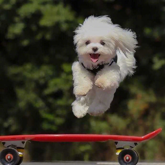 起飞的狗狗太可爱了一切美好的事情都在向你狂奔而来