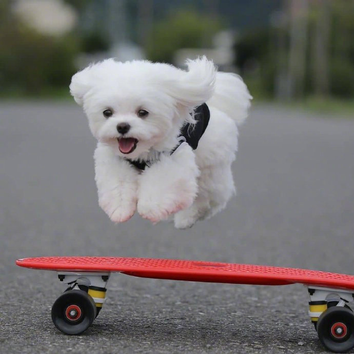 起飞的狗狗太可爱了一切美好的事情都在向你狂奔而来